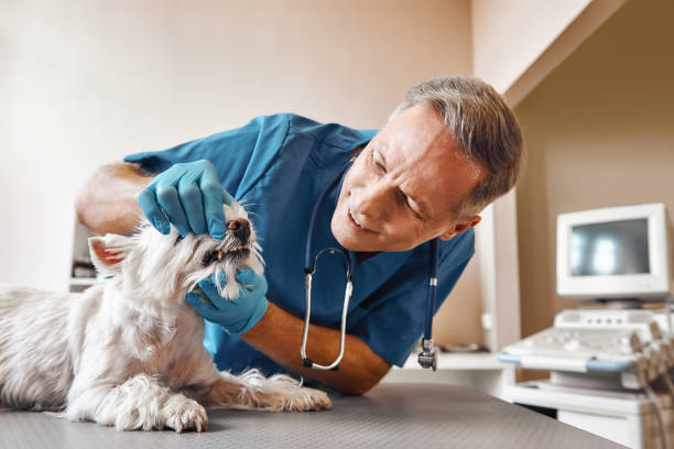 Best Walk-In Emergency Dentist in Brookings, SD